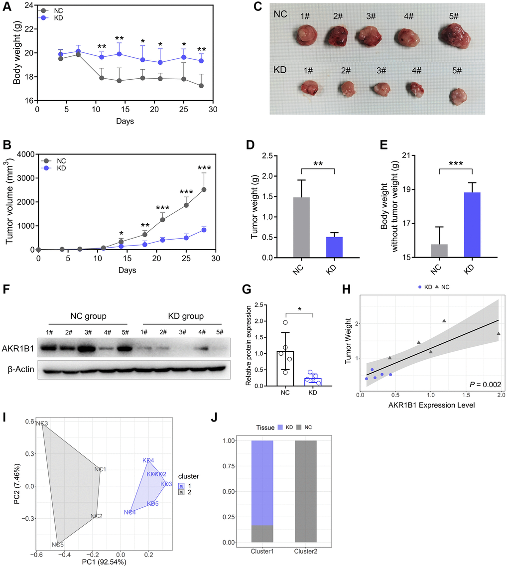 Reduced AKR1B1 inhibits GC tumor growth in vivo. (A) During the experiment, the body weight of mice was recorded twice a week. (B) The tumor volume of mice was recorded twice a week during the experiment. (C) The representative images of subcutaneous tumors harvested from NC and AKR1B1-KD groups. (D) The weights of tumor masses. (E) Net body weight after subtracting the respective tumor weights. (F) AKR1B1 expression was detected in subcutaneous tumors using western blotting. (G) The immunoblot result of AKR1B1 expression in subcutaneous tumors was semi-quantified using ImageJ. (H) The association analysis between the AKR1B1 expression levels in tumor tissues and weight. (I) The stratification of mice in Cluster 1 and Cluster 2 depends on the tumor weight and AKR1B1 expression levels. (J) The percentage of NC and AKR1B1-KD mice in each cluster. n = 5 for each group. Abbreviations: NC: negative control; KD: AKR1B1-shRNA. *P **P ***P 