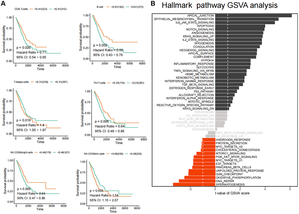 Identification of core immune subpopulations and variability analysis of GSVA pathway. (A) Correlation analysis between ferroptosis-related immune cell populations and survival prognosis of lung cancer patients. (B) Variability analysis of the Hallmark pathways in cancer and normal tissues.