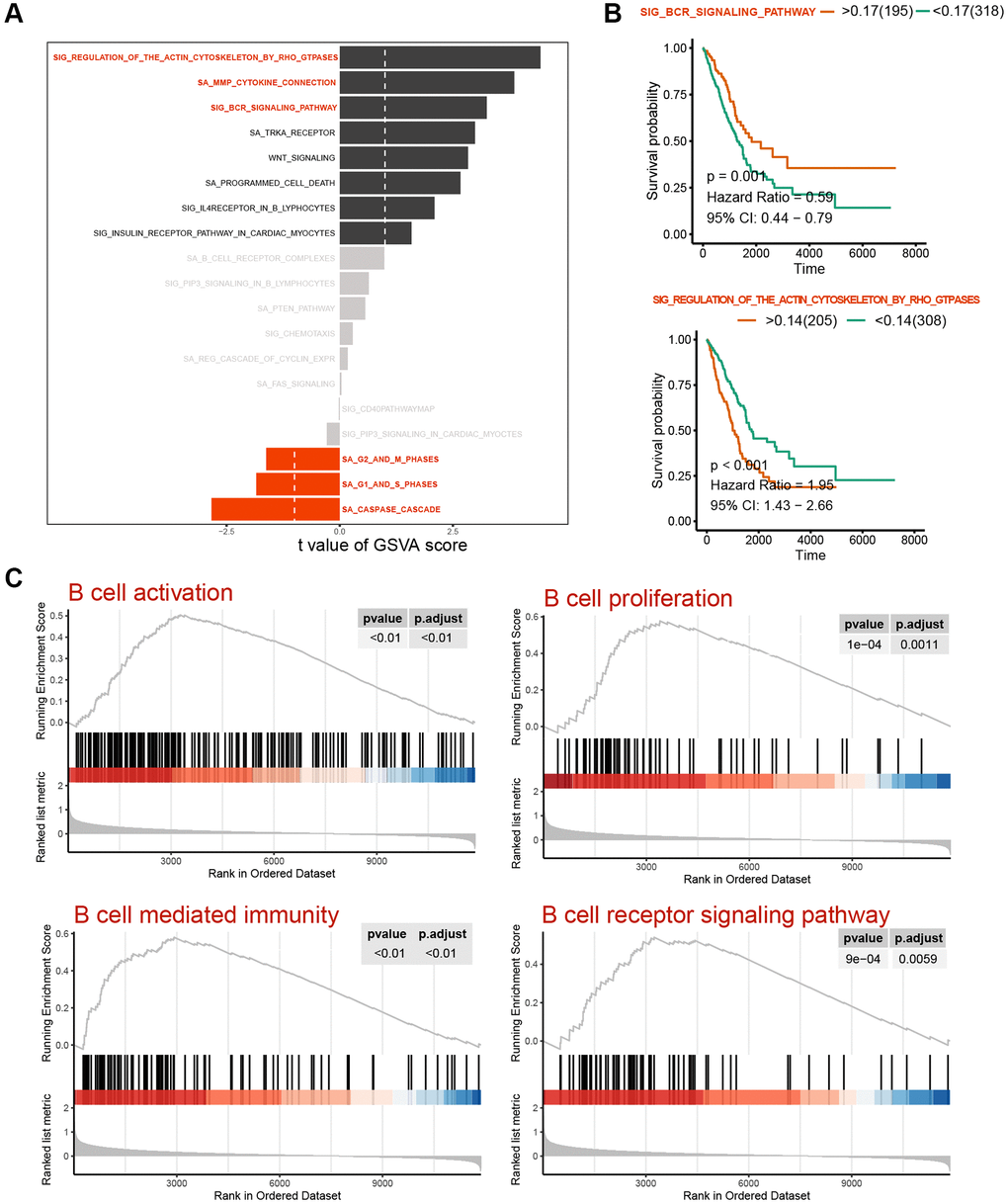 Variability analysis of immunoregulation-related pathways. (A) Differential analysis of variability scores of immunoregulation-related pathways in GSEA. (B) Survival analysis of the SIG