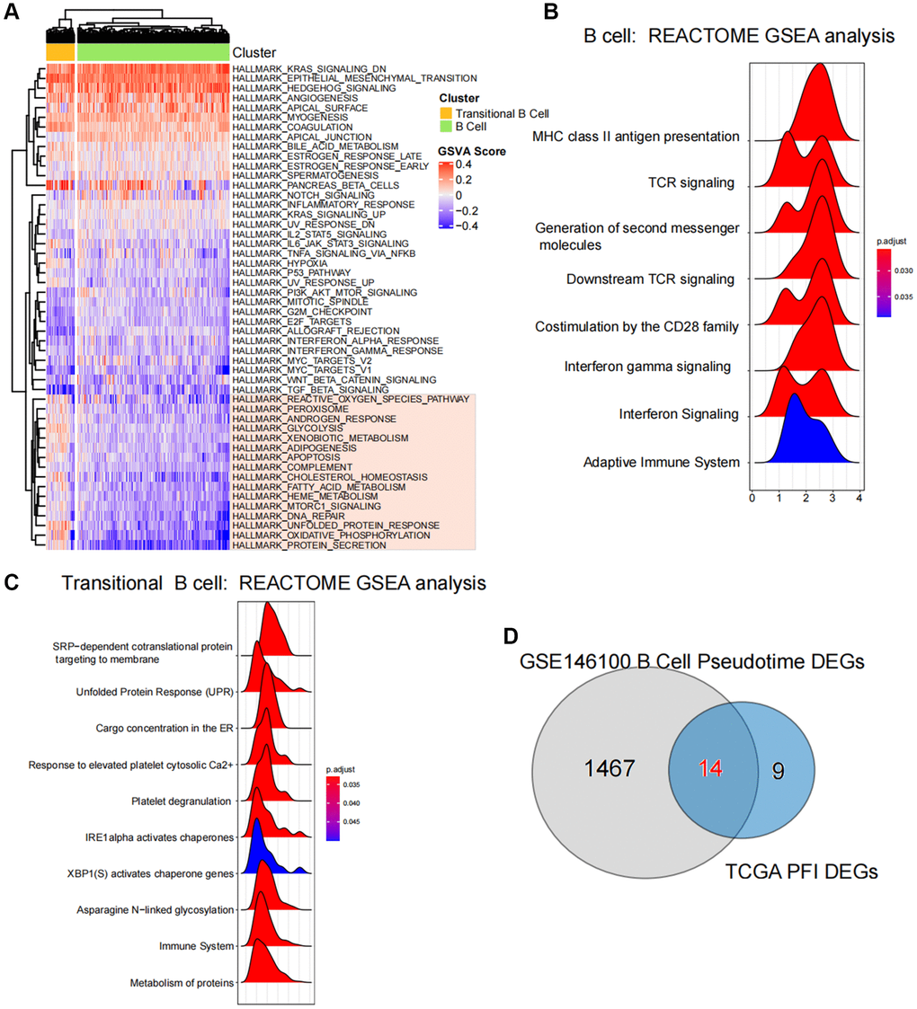 Enrichment and variability analysis of B-cell subpopulation pathways. (A) Variability scores of B cell subpopulations and Transitional B cells in the Hallmark gene set pathway. (B, C) Results of enrichment significance of B cell subpopulations and Transitional B cells at the REACTOME gene set level. (D) Intersection analysis of pseudotime regulatory genes of B-cell subpopulations and ferroptosis-related differential genes in TCGA.