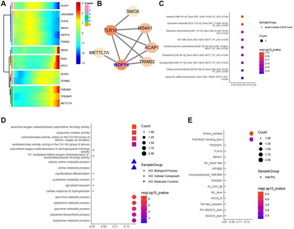 Identification of ferroptosis-related target genes in B cell subpopulations of lung cancer. (A) Developmental changes of common core genes in gene intersection of B cell pseudotime core genes and lung cancer ferroptosis differential genes in the B cell pseudotime heat map. (B) Network of intersection genes at the level of protein-protein interactions. (C) Enrichment analysis of intersection genes in CMAP drug database. (D) Enrichment analysis of intersection genes at the levels of Biological Process, Cellular Component and Molecular Function. (E) Predictive analysis of intersection genes in the InterPro database at levels of substructural interactions.