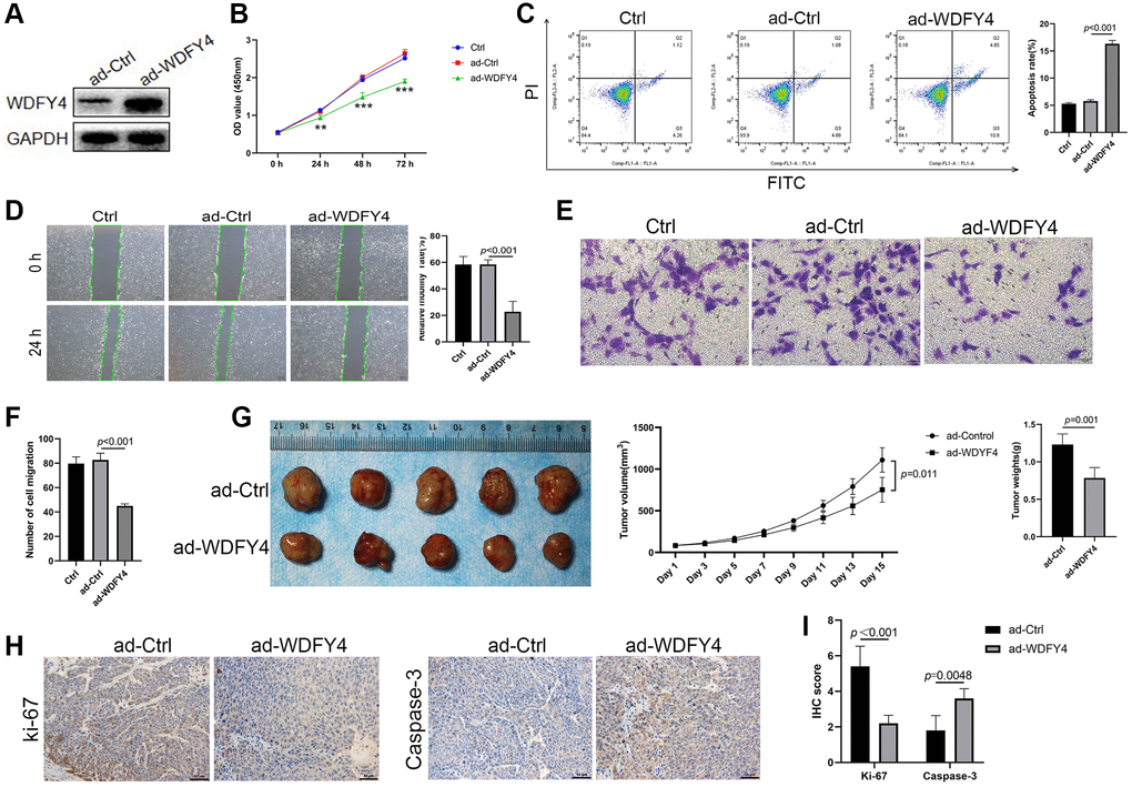 The effect of WDFY4 on the biological characteristics of lung adenocarcinoma A549 cells in vitro and in vivo. (A) The expression level of WDFY4 in A549 lung adenocarcinoma cells transfected with ad-Ctrl and ad-WDFY4. (B) Cell viability was measured by CCK-8 assays. (C) Cells were collected and stained with PI and annexin V-FITC for apoptosis analysis by flow cytometry. (D–F) Scratch wound healing and Transwell migration assay analyzed the metastasis of A549 cells after transfection of ad-WDFY4. (G) A549 cells transfected with ad-Ctrl and ad-WDFY4 were transplanted subcutaneously into nude mice, and the cancer growth curve and cancer weight were monitored (n = 5). (H, I) The expression levels of Ki-67 and Caspase-3 in cancer tissues were analyzed by immunohistochemistry (n = 5).