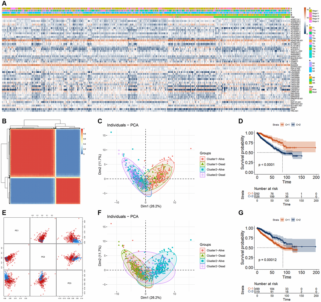 RCC cluster analysis based on DECRLs. (A) Heatmap of 53 DECRLs. (B) Cluster of RCC patients based on consensus analysis. (C) The distribution of RCC patients in different cluster (base on consensus analysis) and different survival status. (D) K-M curve of RCC patients with different cluster (base on consensus analysis). (E) Cluster of RCC patients based on MClust analysis. (F) The distribution of RCC patients in different cluster (base on MClust analysis) and different survival status. (G) K-M curve of RCC patients with different cluster (base on MClust analysis).