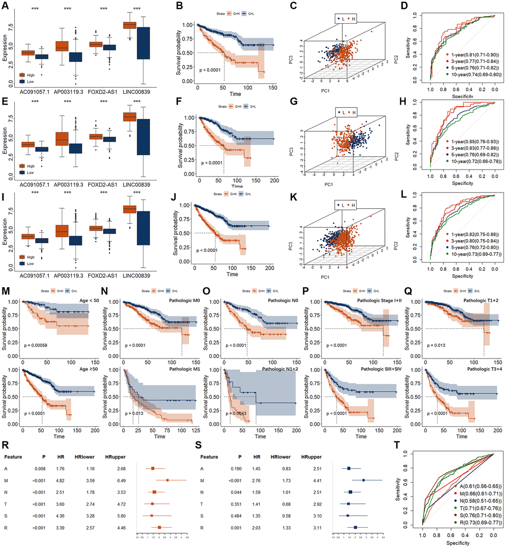 Establishment and validation of risk models for RCC. (A–D) Evaluation of risk model in training group, including expression level (A), K-M curve (B), PCA (C), and time-dependent ROC curve (D). (E–H) Evaluation of risk model in validation group, including expression level (E), K-M curve (F), PCA (G), and time-dependent ROC curve (H). (I–L) Evaluation of risk model in entire group, including expression level (I), K-M curve (J), PCA (K), and time-dependent ROC curve (L). (M–Q) K-M curves of risk models in entire group for different clinical phenotypes. (M) for age. Upper represents N) for pathologic M. Upper represents M0. Lower represents M1. (O) for pathologic n. Upper represents N0. Lower represents N1 + 2. (P) for pathologic T. Upper represents T1 + 2. Lower represents T3 + 4. (Q) for pathologic Stage. Upper represents SI + II. Lower represents SIII + IV. (R, S) Results of univariate (R) and multivariate (S) Cox regression for the risk model and different clinical feature. A, represents age. M, represents pathologic M. N, represents pathologic N. T, represents pathologic T. S, represents pathologic Stage. R, represents risk model. (T) ROC curve for the risk model and different clinical feature. *p **p ***p 