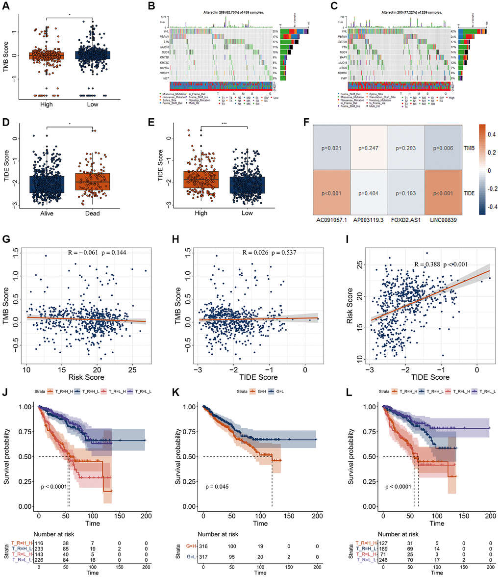 Correlation analysis for the TMB and TIDE with risk model. (A) Differential analysis of TMB for RCC patients with different risk score. (B, C) genetic mutation of RCC patients with low- (B) and high-risk (C) score. (D, E) Differential analysis of TIDE for RCC patients with different vital status (D) and risk score (E). (F) Correlation of four DECRLs with the TMB and TIDE score. (G–I) Correlation analysis of TMB, TIDE, and risk score. (G) Correlation of risk score with TMB score. (H) Correlation of TIDE score with TMB score. (I) Correlation of risk score with TIDE score. (J) K-M curve for RCC patients with different TMB and risk score. H