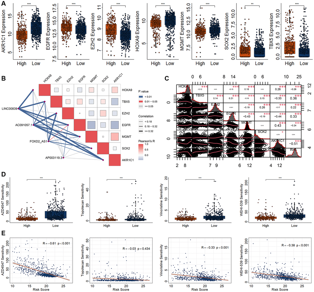 Drug sensitivity analysis in patients with RCC based on a risk model. (A) Differential expression analysis of seven CRSGs between high- and low-risk group. (B) Correlation analysis for the four DECRLs with seven CRSGs. (C) Correlation analysis for the risk model with seven CRSGs. (D) Differential analysis of four kinds of drug sensitivity. (E) Correlation analysis for those four drugs with the risk score. *p **p ***p 