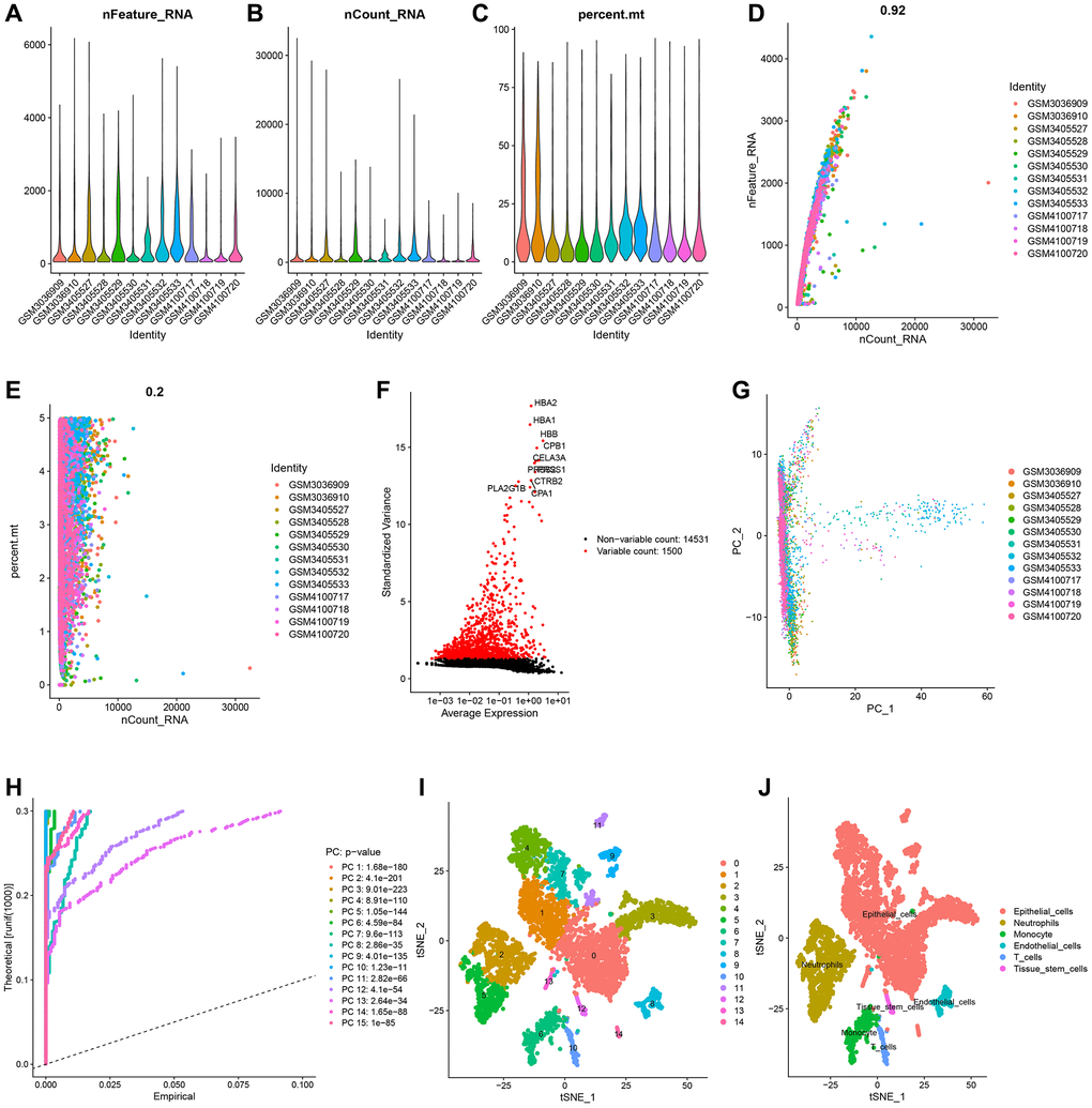 Single-cell analysis and screening of neutrophils-related genes (NRGs). (A) A visualization showing the number of genes in each cell as a violin. (B) A violin plot showing the total of each cell’s gene expression levels. (C) Violin plot showing each cell’s proportion of mitochondrial genes. (D) Scatterplot of the total gene expression levels and the number of genes present in each cell. (E) Scatterplot comparing the total gene expression levels in each cell to the proportion of mitochondrial genes. (F) Genes that vary significantly between cells. Red dots denote 1500 genes whose expression levels have changed significantly. The top ten most variable genes are labeled in the graph. (G) The cell distribution in the PC1 and PC2 dimensions. (H) Principal component analysis identified the top 15 principal components with a P-value I) The study of t-Distributed stochastic neighbor embedding (t-SNE) identified 15 cell clusters. (J) Using maker genes, cell subtypes were further annotated and labelled.