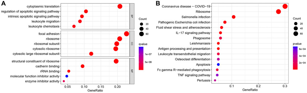 Gene Ontology (GO) and Kyoto Encyclopedia of Genes and Genomes (KEGG) analyses. (A) GO enrichment analysis. (B) KEGG enrichment analysis.