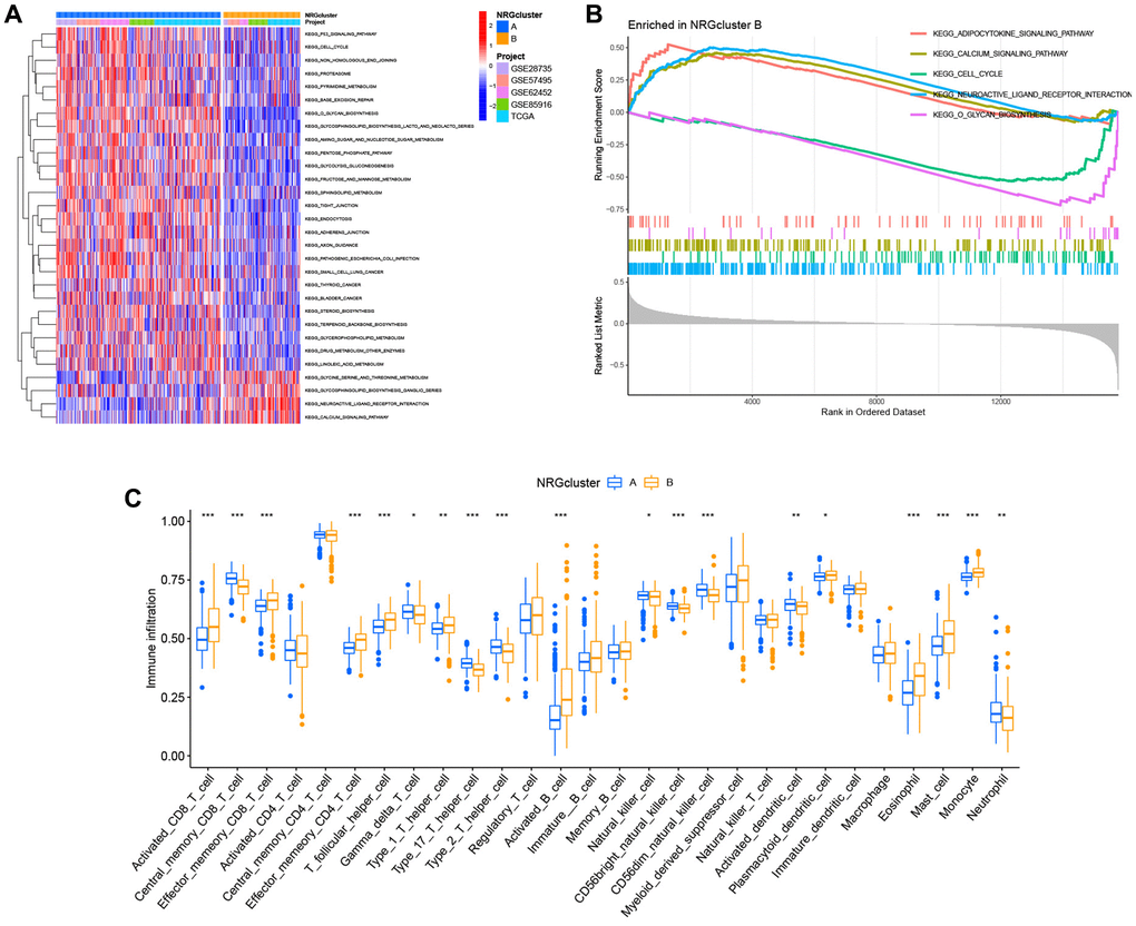 Analysis of metabolic pathways and immunological infiltration for subtypes of the neutrophil-related genes (NRGs) cluster. (A) Gene set variation analysis (GSVA) results. (B) Gene set expression analysis (GSEA) results. (C) Single-sample GSEA (ssGSEA) results.