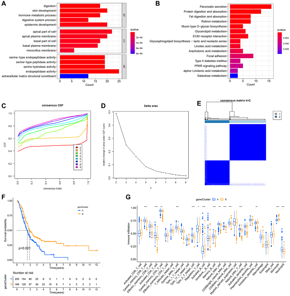 Formation of subtypes of gene clusters. (A) Analysis of Gene Ontology (GO) enrichment. (B) Enrichment analysis of the Kyoto Encyclopedia of Genes and Genomes (KEGG). (C–E) The methodology and outcomes of consistency cluster analysis, which categorized the data into geneClusters A and B. (F) The survival curves for patients with the A and B geneClusters. Patients with geneCluster B had a much better prognosis than those with geneCluster A. (G) Single-sample gene set enrichment analysis (ssGSEA) findings.