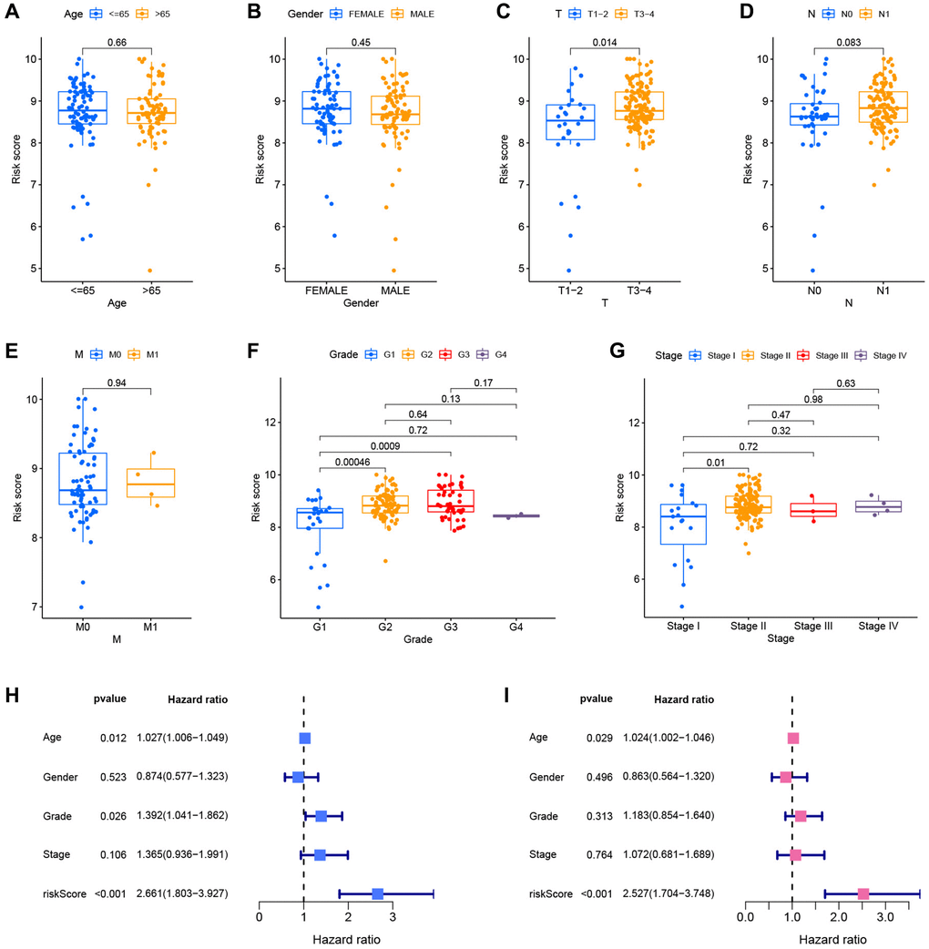 Correlation and independent prognostic analysis of clinical pathological features. Differential risk scores between age groups (A), gender groups (B), different T stages (C), different N stages (D), different M stages (E), different pathological grades (F), and different clinical stages (G). Forest plots of univariate Cox analysis (H) and multivariate Cox analysis results (I).