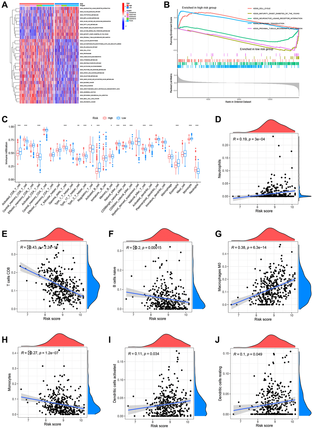 Analysis of metabolic pathways and immune infiltration using the prognostic models. (A) Gene set variation analysis (GSVA) results. (B) Gene set enrichment (GSEA) results. (C) Single-sample GSEA (ssGSEA) results. Risk scores were significantly and positively correlated with neutrophil infiltration levels (D), significantly and negatively correlated with CD8+ T cell infiltration levels (E), significantly and negatively correlated with naïve B cell infiltration levels (F), significantly and positively correlated with M0 macrophage infiltration levels (G), significantly and negatively correlated with monocyte infiltration levels (H), significantly and positively correlated with activated dendritic cell infiltration levels (I), and significantly and positively correlated with resting dendritic cell infiltration levels (J).