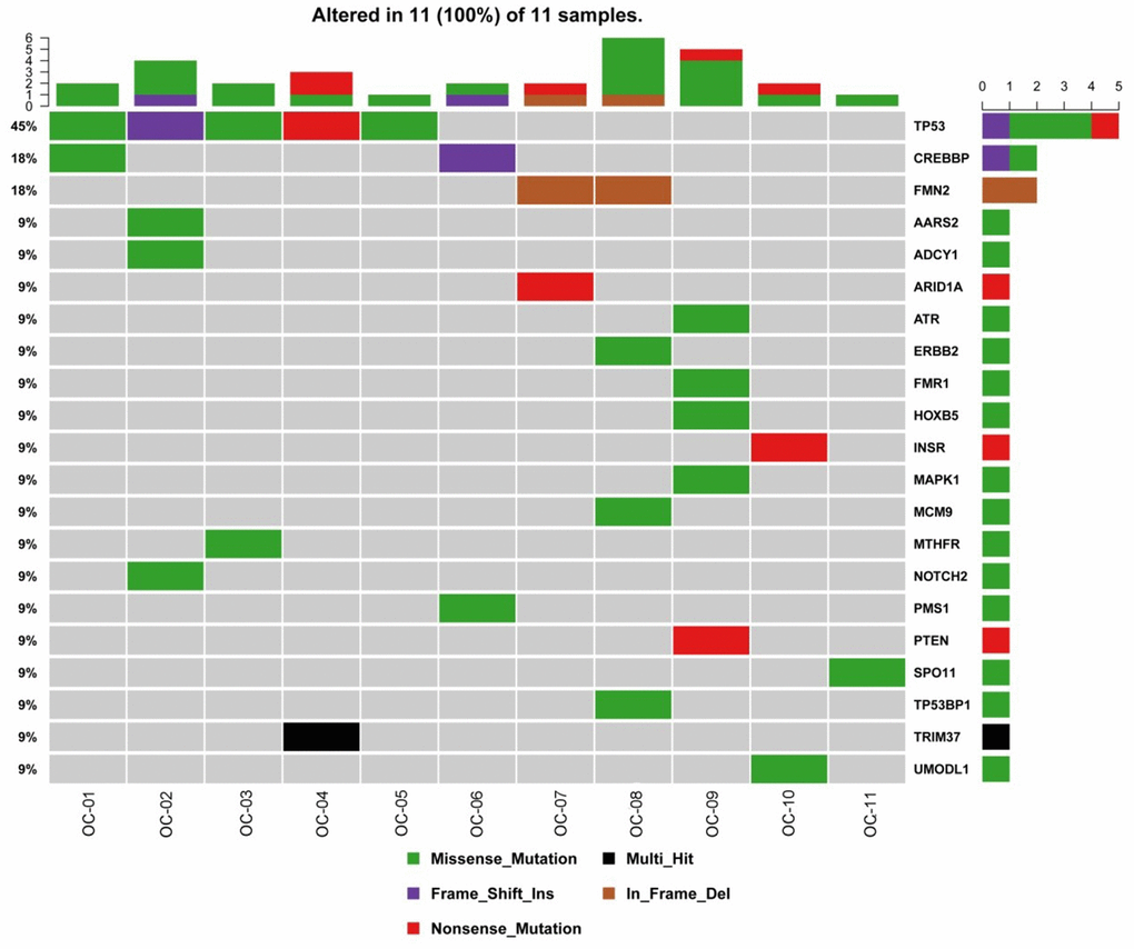 Gene mutations in OC. The top bar plot and the bottom left plot represent average somatic mutations and somatic mutation frequency, respectively. In the bottom middle plot, rows and columns denote individual genes and tumors, respectively. In the bottom right plot, mutations are colored by mutation type. OC, ovarian cancer.