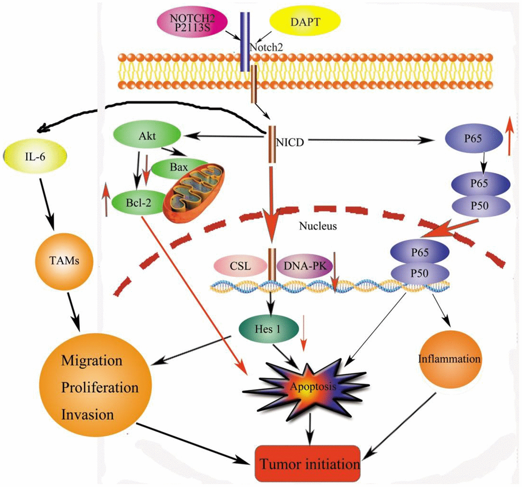 Signaling pathways for tumorigenesis effects by NOTCH2 mutation. Apoptosis effects through the pAKT-Bax/Bcl-2 and pNF-κB/Rel pathways. Meanwhile, NOTCH2 mutation promoted tumor cell migration, invasion, and proliferation through Hes 1 and TAMs involved in the tumor microenvironment (TME). Abbreviations: NICD: Notch2 intracellular domain; TAMs: tumor-associated macrophages.