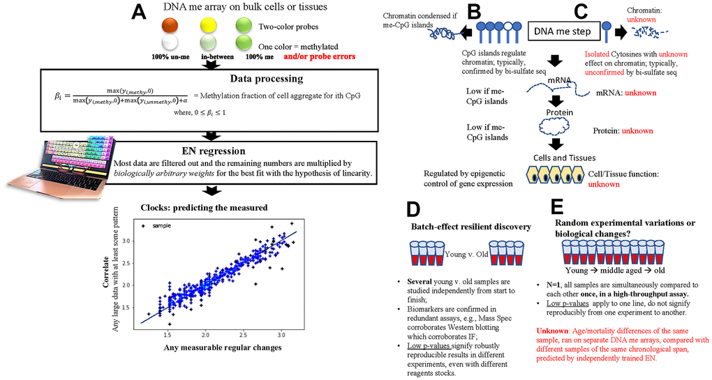 Basic principles of the 1st and next gen DNAme EN clocks. (A) A schematic of the fundamental processing of DNAme arrays data into relative beta values and using these as input for the 1st gen and next gen EN DNAme clocks. A large data set with some underlying pattern suffices for forming the least erroneous linear correlation with a measured parameter. (B, C) Comparison between the epigenetic analysis of gene expression in typical biological studies (B) and the cytosines picked by EN DNAme clocks (C). (D, E) comparison between typical biomedical studies that yield significant differences between cohorts in select parameters (D) and EN DNAme clock predictions (E). Of note, high throughput sequencing is broadly available, yet clock models are typically built from less-accurate DNA hybridization data, and parallel bisulfite sequencing controls are lacking for the putative changes in DNAme of the individuals who are predicted by the clocks to be biologically older or younger.