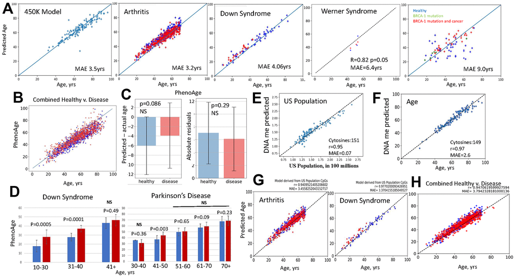 Fail-tests of EN models that are trained on biological v. non-biological parameters. (A) Standard first generation EN model was trained on 450K DNAme arrays dataset; tests with the original and new datasets, as indicated, are shown (blue – healthy, red – disease). BRCA-1 studies were done on 27K dataset, thus, after training on 27K dataset. EN was tested on BRCA-1 data. EN models were testable with the original and new datasets, except for the BRCA-1, where only the subjects with BRCA1 mutation and cancer but not healthy controls received fairly accurate age predictions. All EN models overlapped predictions for healthy subjects and patients (see Supplementary Figure 2 for the tests of EN models on additional disease v. healthy datasets). (B) PhenoAge scatter plots overlay for the patients with the studied datasets (red dots-Combined Disease, blue dots-Combined Healthy). (C) PhenoAge tests on the six 450K datasets are represented as the bar graphs on Mean and SDs of predicted age minus actual age (left) and as the comparison in absolute residuals (right); patients – red bars n=806, healthy controls – blue bars; n=754, p-values are shown, NS- non-significant. (D) PhenoAge predictions of DNAme age for the indicated age-intervals are shown as bar graphs of Means with SDs for the patients with Down Syndrome and Parkinson’s Disease (red bars), and their healthy controls (blue bars). DS, n=26, Control, n=58; PD, n=289, Control, n=219; p-values are shown. (E) EN model was trained on the US population numbers, at subjects’ birth years, using the same 450K DNAme array, as in A. The test shows excellent linearity and low MAE in predicting the numbers of people living in US from DNAme array, through 151 clock cytosines. (F) The US population EN model was then trained to predict persons’ age with successful tests (near perfect linearity and MAE of 2.6 years) by 149 clock cytosines. (G) This US population clock was also testable as an age predictor on the out-of-sample 450K datasets of indicated diseases (red dots) and their healthy controls (blue dots); health and disease predictions overlapped. (H) The age predictions made by the US population clock are shown as scatter plots overlay for Combined Disease (arthritis, Down Syndrome, HIV and Chron’s – red dots) and their healthy controls (Combined Healthy, blue dots). All GSEs are in Methods.