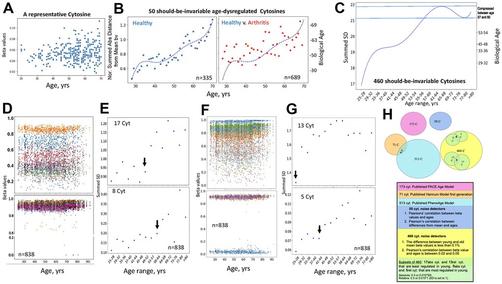 Direct quantification of biological age from DNAme array data through noise barometer. (A) Representative cytosine that is on average invariable in its methylation throughout lifespan but becomes visibly noisier, showing higher absolute deviation from the mean in older individuals. Each dot is an individual. (B) Polynomial curve was fitted to the dot-plot of Median of normalized by healthy young sums of SDs of the 50 cytosines for healthy individuals, left; the same polynomial curve is overlayed with the dot plot of the Median of normalized by healthy young sums of SDs of the 50 cytosines for arthritis patients, right. Biological ages were mapped onto the right Y axis, as described in Methods. Each dot is age range: blue – healthy, red, arthritis. (C) Polynomial curve was fitted to the 460 Summed SDs (of the 460 cytosines) v. chronological age ranges, using the six combined 450K DNAme datasets of healthy controls. Right Y axis shows mapping of the summed SDs into biological ages and the compression of specific age ranges. (D) Scatter plots on the changes in beta values over age for representative cytosines that are least regulated in young, with SD=0.3 of absolute Mean of beta values, and all 8 most regulated in young cytosines with SD=0.015 of absolute Mean of beta values. Each dot is a sample. (E) Dot plots of the summed SDs of the 17 cytosines and of the 8 cytosines. Each dot is 49 samples on average. Black arrows indicate transitions from low to high noise. (F) Same as (D), but for cytosines that have SD=0.3 and 0.015 of the relative Mean of beta values. (G) Same as (E), but for the summed cytosines with SD=0.3 and 0.015 of the relative Mean of beta values. (H) Venn diagrams of the cytosines of the published clocks and the 460, 50 and 5, 8 – most regulated, 13, 17 least regulated cytosines of the noise barometer that quantifies biological age; the text is color-coded per each cytosine set.