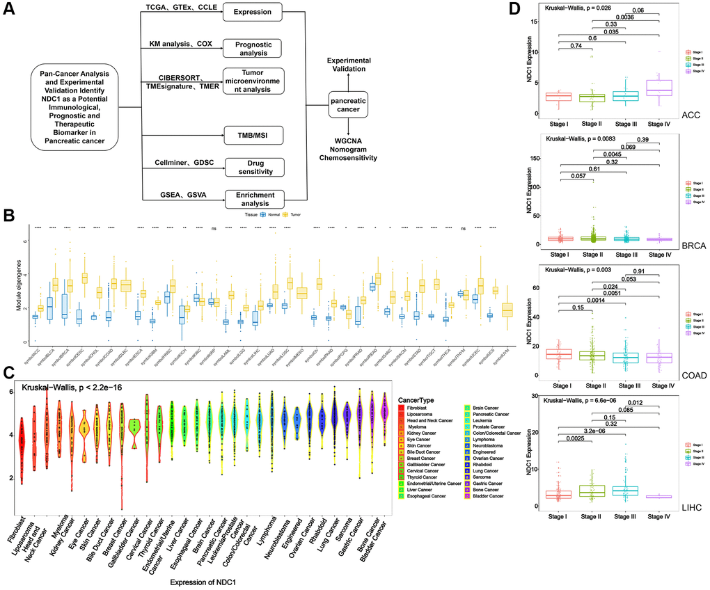 (A) Flowchart. (B) Expression of NDC1 in pan-cancer based on TCGA and GTEx databases (yellow for tumor tissue and blue for normal tissue). (C) Expression of NDC1 in different cell lines from the CCLE database. (D) Relationship between NDC1 expression and tumor stage in ACC, BRCA, COAD and LIHC.