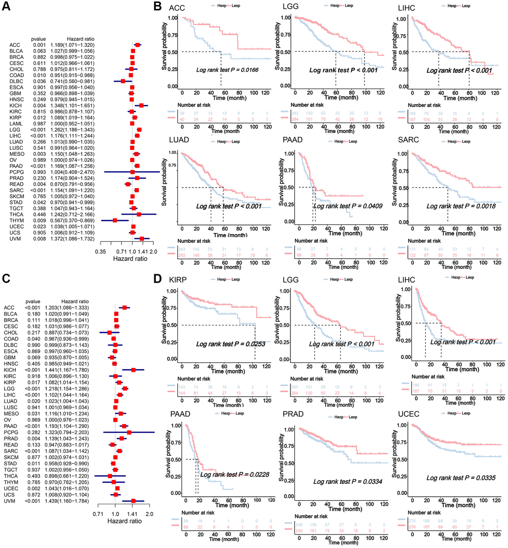 (A) Univariate Cox regression analysis for the prognostic significance of NDC1 for OS. HR>1 indicates NDC1 is a risk factor and HRP B) Kaplan-Meier survival analysis for OS. P C) Univariate Cox regression analysis for the prognostic significance of NDC1 for PFS. HR>1 indicates NDC1 is a risk factor and HRP D) Kaplan-Meier survival analysis for PFS. P 