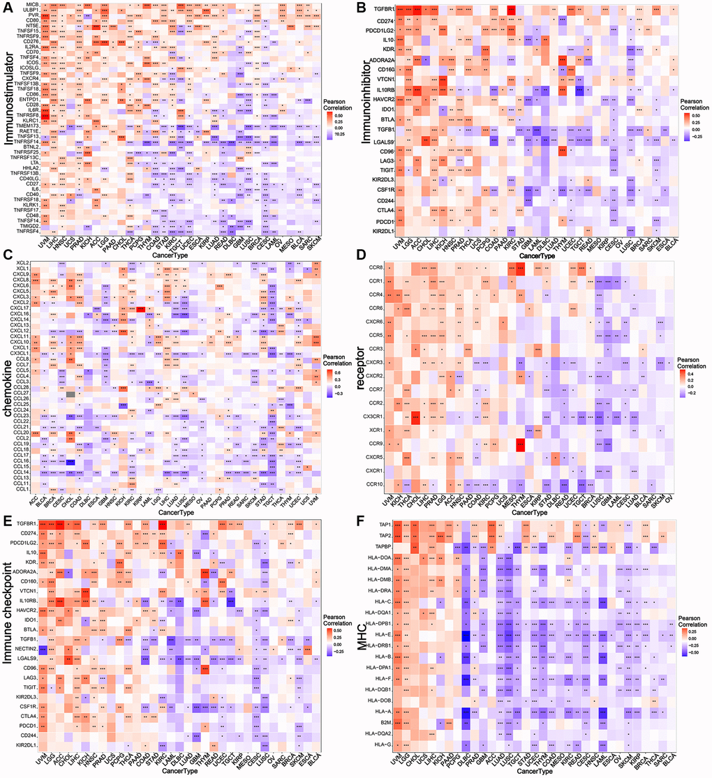 Relationship between NDC1 expression and immune-related genes. (A–F) Associations with MHC. (A) immunostimulator, (B) immunoinhibitor, (C) chemokine, (D) receptor, (E) immune checkpoint, (F) MHC. Red represents positive association and blue represents negative association.