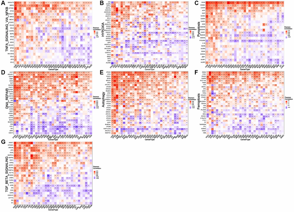 Relationship between NDC1 expression and common tumor-regulatory genes. (A–G) Associations with genes involved in (A) TNFA SIGNALING VIA NFKB, (B) hypoxia, (C) pyroptosis, (D) DNA repair, (E) autophagy, (F) and ferroptosis. (G) TGF BETA SIGNALING. Red represents positive association and blue represents negative association.