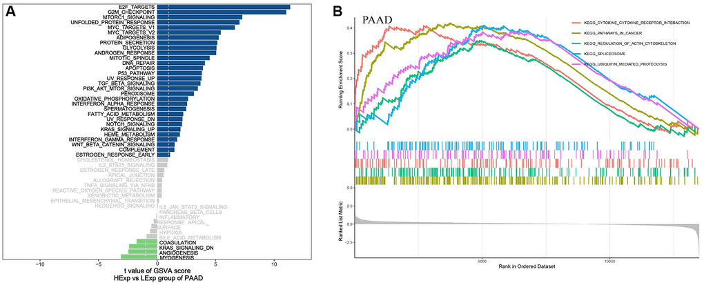 (A) GSVA pathway enrichment in PAAD. Blue represents the enriched pathways in high NDC1 expression group and green represents the enriched pathways in low NDC1 expression group. (B) GSEA pathway enrichment in PAAD. The left shows the enrichment score and the right shows the main enriched pathways.