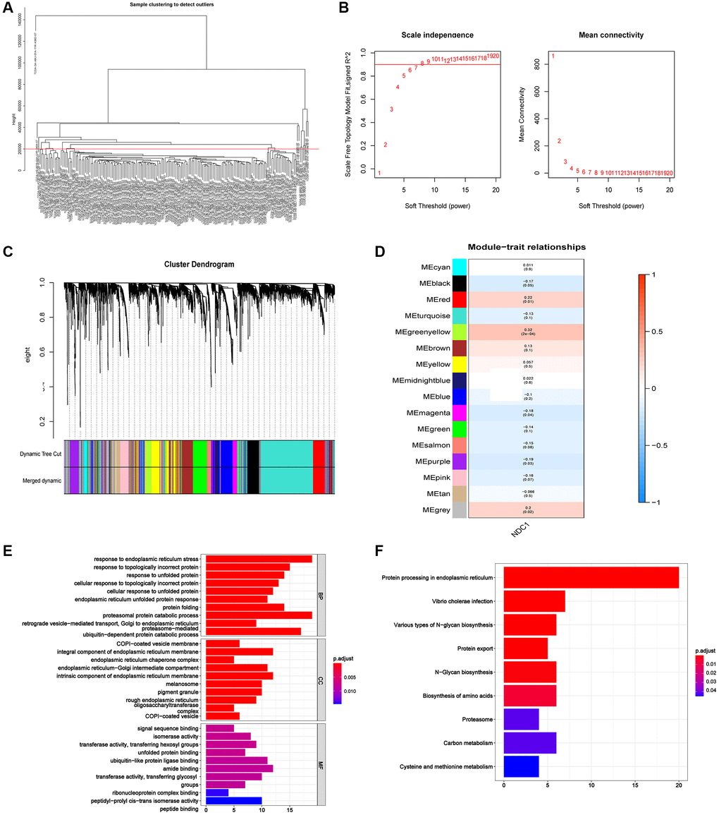 (A) The sample clustering dendrogram. (B) Determination of soft-threshold power. (C) Dendrogram of all differentially expressed genes clustered based on the measurement of dissimilarity. The color band shows the results obtained from the automatic single-block analysis. (D) Module-trait correlation in PAAD. The upper number is the correlation coefficient and the lower number in bracket is the p value. (E) The most enriched GO terms of the genes in MEgreenyellow module. (F) The most enriched KEGG pathways of the genes in MEgreenyellow module.