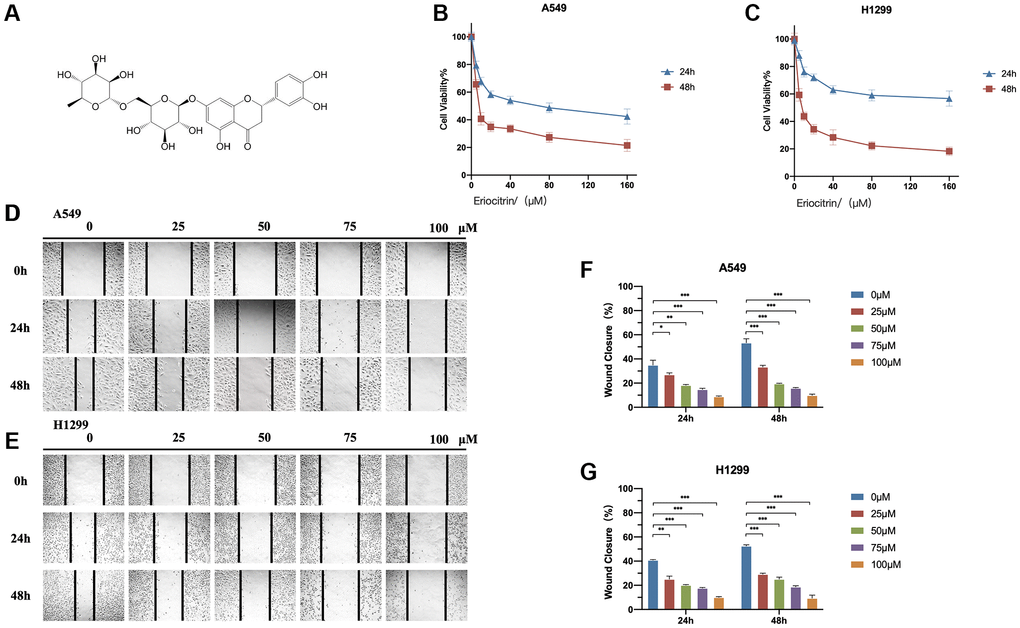 Eriocitrin treatment attenuated the viability and invasion of A549 and H1299 cells in a concentration-dependent manner. (A) The molecular structure of eriocitrin. (B, C) CCK8 assay. Cell viability of A549 and H1299 cells were measured after treatment of eriocitrin at various concentrations (0, 5, 10, 20, 40, 80, and 160 μM) for 24 h or 48 h. (D, E) Wound healing assay showed the migration ability of A549 and H1299 cells treated with eriocitrin at different concentrations (0, 25, 50, 75 and 100 μM) for 24 h or 48 h; (F, G) Wound closure ratio of A549 and H1299 cells after treatment with eriocitrin. *P **P ***P 