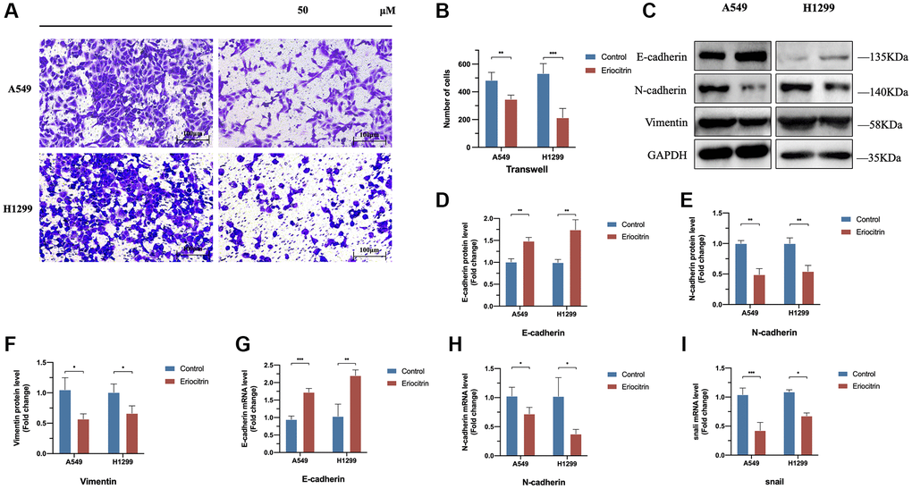 Eriocitrin treatment strongly inhibited the EMT process of A549 and H1299 cells via abrogating Snail expression and inhibited the invasion. (A, B) The transwell assay of A549 and h1299 cells and quantitative count after eriocitrin treatment 24 h at 50 μM concentration. (C–F) The protein expression of EMT-related genes after eriocitrin treatment 24 h in A549 and H1299 cells. (G–I) The mRNA expression of E-cadherin, N-cadherin, Snail in A549 and H1299 cells after eriocitrin treatment 24 h at 50 μM concentration. *P **P ***P 