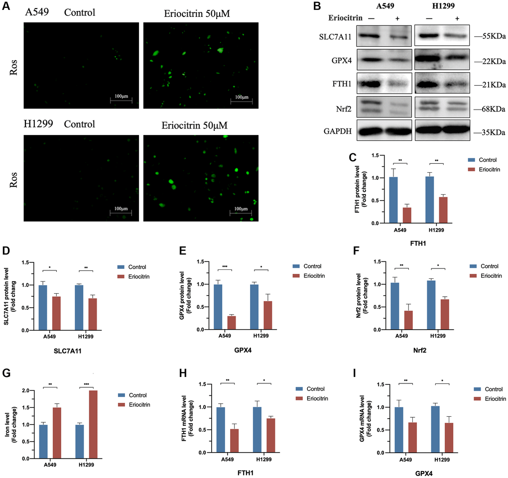Eriocitrin treatment triggered ferroptosis in A549 and H1299 cells via suppressing Nrf2 expression. (A) Fluorescent images of ROS in A549 and H1299 cells. (B–F) Protein expression of ferroptosis-related genes after 50 μM concentration eriocitrin treatment, including SLC7A11, GPX4, Nrf-2 and FTH1. (G) Relative iron levels of A549 and H1299 cells after 50 μM concentration eriocitrin treatment. (H, I) mRNA expression of ferroptosis-related genes after 50 μM concentration eriocitrin treatment, including GPX4 and FTH1. *P **P ***P 