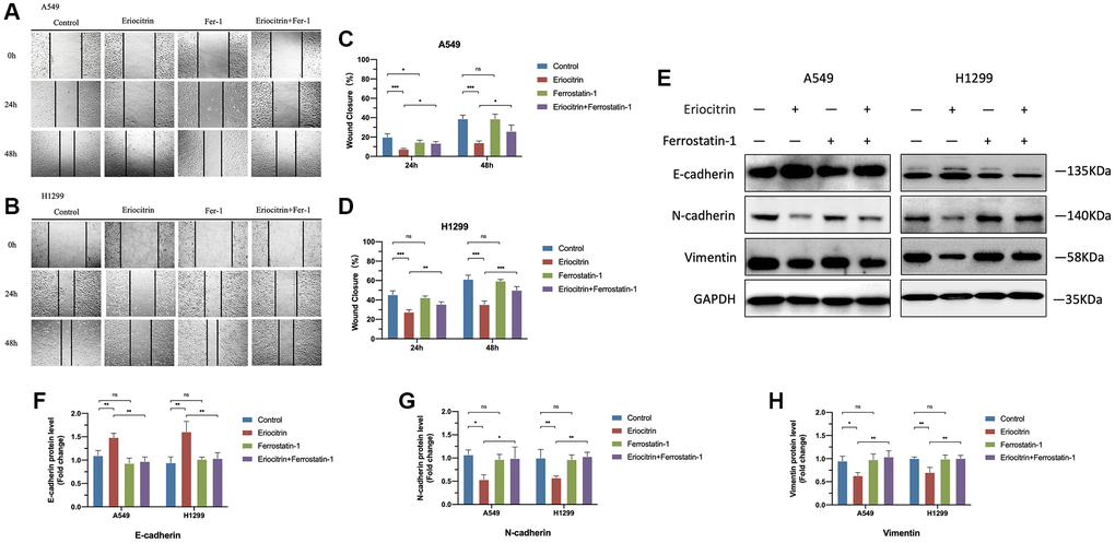 Ferroptosis inhibitor Ferrostatin1 offseted the effects of eriocitrin on EMT processes of A549 and H1299 cells. (A, B) Wound healing assay showed the migration ability of A549 and H1299 cells treated with 50 μM concentration eriocitrin, Fer-1, 50 μM concentration eriocitrin and Fer-l after 24 h. (C, D) Rate of wound closure of A549 and H1299 cells after treatment with eriocitrin, Fer-1, eriocitrin and Fer-1. (E–H) Western blotting assay of EMT related protein expression after Eriocitrin treatment. *P **P ***P 