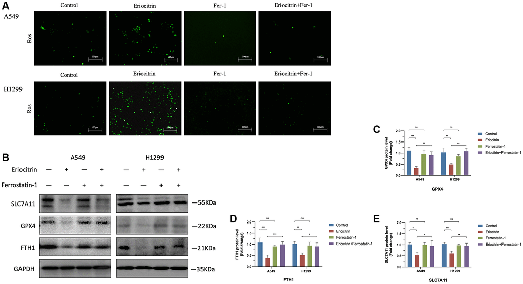 Ferroptosis inhibitor Ferrostatin1 impeded the effects of eriocitrin on ferroptosis A549 and H1299 cells. (A) Fluorescent images of ROS in A549 and H1299 cells after treatment with 50 μM concentration eriocitrin, Fer-1, 50 μM concentration eriocitrin and Fer-1. (B–E) Western blotting assay of ferroptosis related protein expression after Eriocitrin treatment. *P **P ***P 