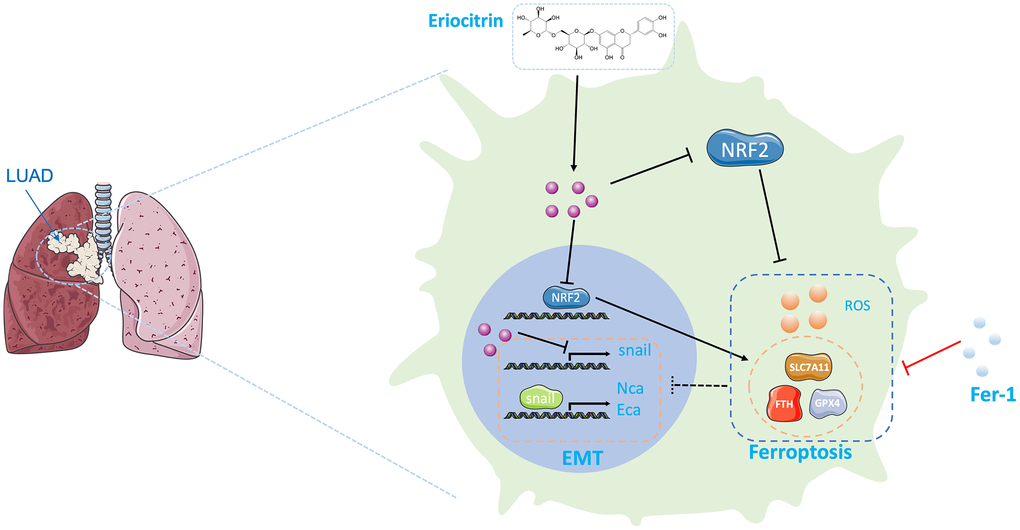 Graphical abstract of the effects exerting by eriocitrin on lung cancer cells. On the one hand, eriocitrin inhibits Snail expression to impede the EMT process of lung cancer cells. On the other hand, eriocitrin prevents Nrf2 expression to inhibit antioxidative genes expression, including GPX4, SLC7A11 and FTH1, thereby to increase cellular ROS to promote ferroptosis. Besides, inhibiting ferroptosis by Fer1 inverses the inhibitory effects of eriocitrin to EMT procedure. Abbreviations: EMT: epithelial-mesenchymal transition; Fer1: Ferrostatin1.