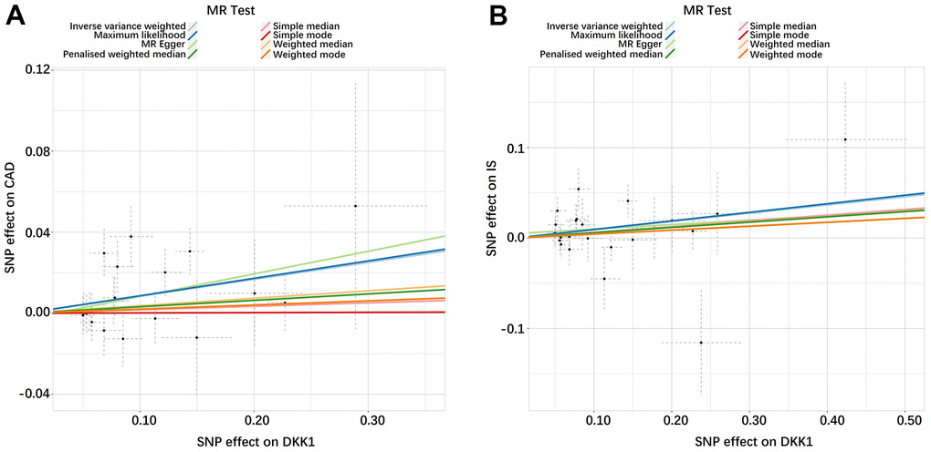 Scatter plots of the estimated SNP effects on DKK1 (x-axis) plotted against the estimated SNPs effects on CAD and IS (y-axis). (A) DKK1-CAD; (B) DKK1-IS. The slope of the line corresponds to a causal estimate using a different method. DKK1, Dickkopf-related protein 1; CAD, coronary artery disease; IS, ischemic stroke.