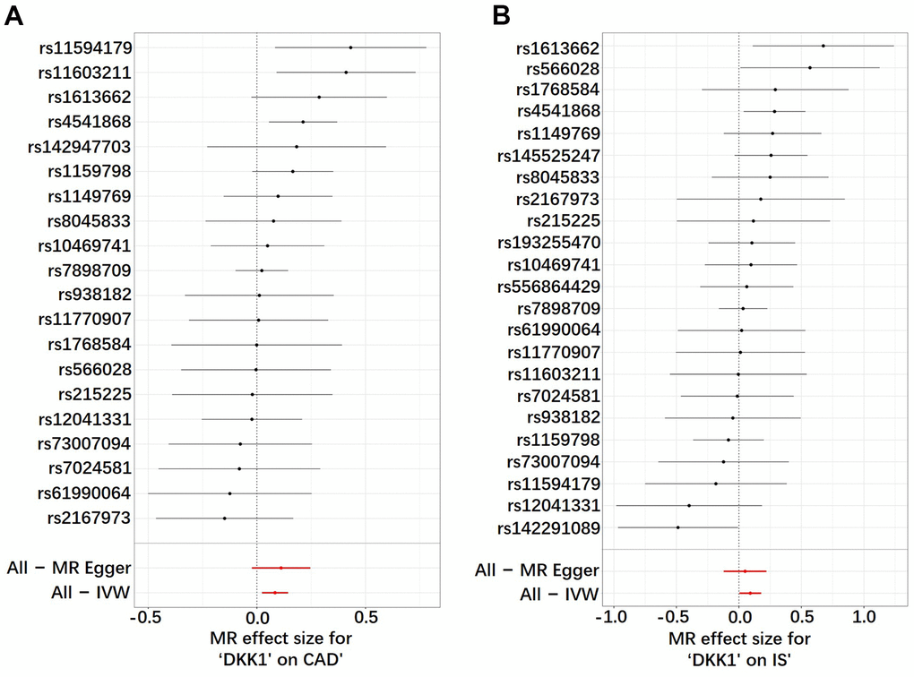 Analysis of the single- and multi-SNP effects on the development of CAD and IS. (A) DKK1-CAD; (B) DKK1-IS. In the forest map, each black dot represents a single SNP as instrumental variable and the red dot shows the use of IVW results for all SNPs. DKK1, Dickkopf-related protein 1; CAD, coronary artery disease; IS, ischemic stroke; SNP, single nucleotide polymorphism; IVW, inverse variance weighted.