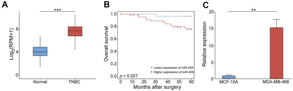 The tumorigenic feature of miR-429 in TNBC. (A) the miR-429 relative expression in normal (n=102) and TNBC tissues (n=63). (B) Kaplan-Meier curve analysis of OS in patients with TNBC (Blue: reduced expression; Red: enhanced expression). (C) miR-429 relative expression in MCF-10A and MDA-MB-468 cells. Scale bar = 50 μm. TNBC: triple-negative breast cancer; OS: overall survival. (* p 