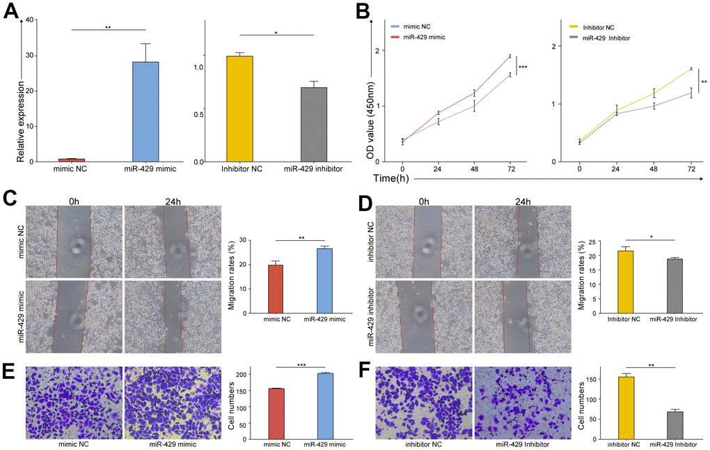 The proliferation, migration, and invasion of TNBC cell were promoted by miR-429. (A) qRT-PCR analysis of miR-429 expression in TNBC cell transfected with miR-429 mimic, mimic NC, miR-429 Inhibitor or Inhibitor NC; The cell growth curves of (B) mimic NC, miR-429 mimic, miR-429 Inhibitor and Inhibitor NC groups were evaluated by CCK8 assays; Wound healing assays in (C) mimic NC and miR-429 mimic groups and (D) Inhibitor NC and miR-429 Inhibitor groups were executed to detect the cell migration of transfection groups (magnification, × 100). Transwell assays in (E) mimic NC and miR-429 mimic groups and (F) Inhibitor NC and miR-429 Inhibitor groups were executed to detect the cell invasion of transfection groups (magnification, × 200). All figures are at a scale of 50μm. (* p 