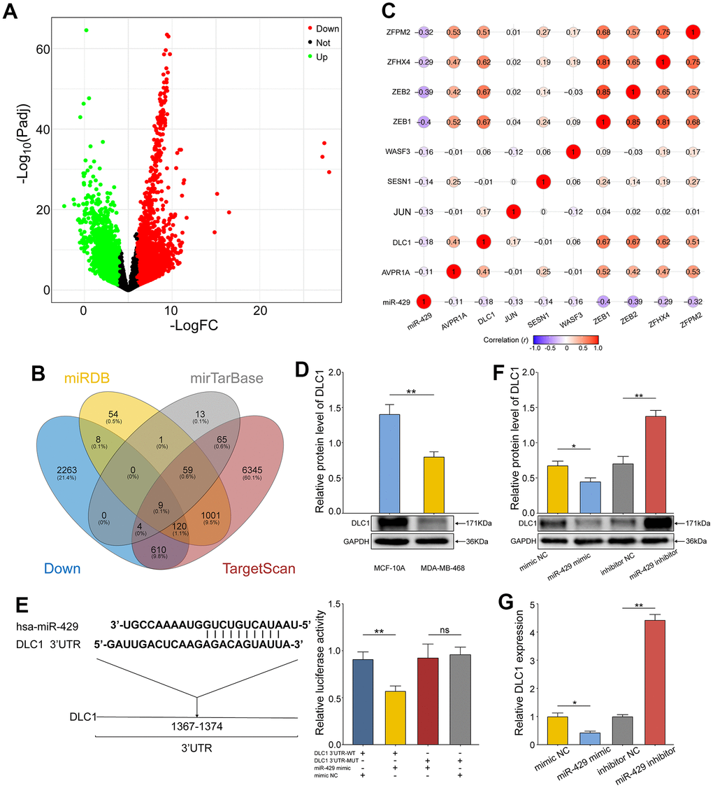 miR-429 targets and negatively regulates the expression of DLC1. (A) Volcano map of DEmRNAs in TCGA-TNBC data. The upregulated genes with differential expression were in Blue and the downregulated ones were in Red; (B) Venn diagram of potential target genes and downregulated DEmRNAs for miR-429 in 3 databases; (C) Pearson correlation analysis of miR-429 and nine overlapping genes; (D) Relative expression of DLC1 in human normal breast cell (MCF- 10A) and TNBC cell line (MDA-MB-468) was detected by Western Blot; (E) The binding site sequence of DLC1 3’UTR to miR-429 was predicted by TargetScan and validated by a dual luciferase assay; (F) qRT-PCR and Western blot (G) analysis of DLC1 expression in TNBC cell transfected with miR-429 mimic, mimic NC, miR-429 Inhibitor or Inhibitor NC. All figures are at a scale of 50μm. (* p 