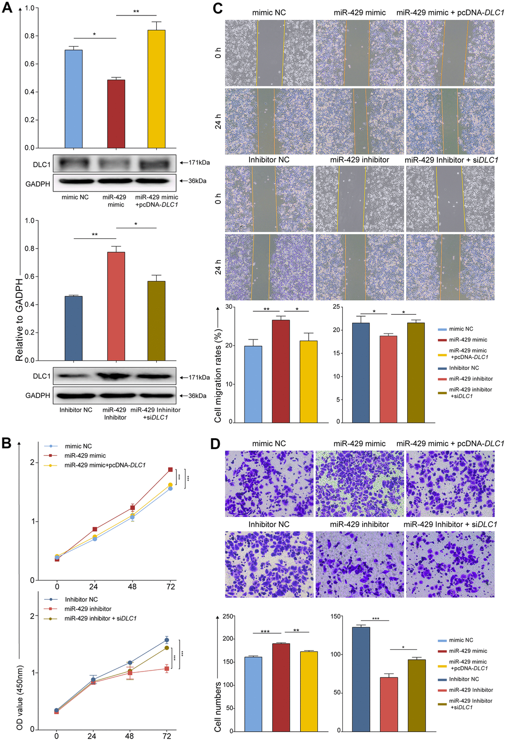 miR-429 increases TNBC cell proliferation, migration, and invasion through degradation of DLC1. (A) Protein levels of DLC1 relative to GADPH in cell assessed by Western Blot after transfection with indicated vectors, i.e., siRNA, miRNA, or inhibitor; (B) The cell proliferation was assessed by CCK-8 after transfection (0h, 24h, 48h,72h); (C) Wound healing assays were used to detect migration of cells after transfection (magnification, × 100). (D) The cell invasion was determined by transwell after transfection (magnification, × 200). All figures were 50 μm of scale bar. (* p 