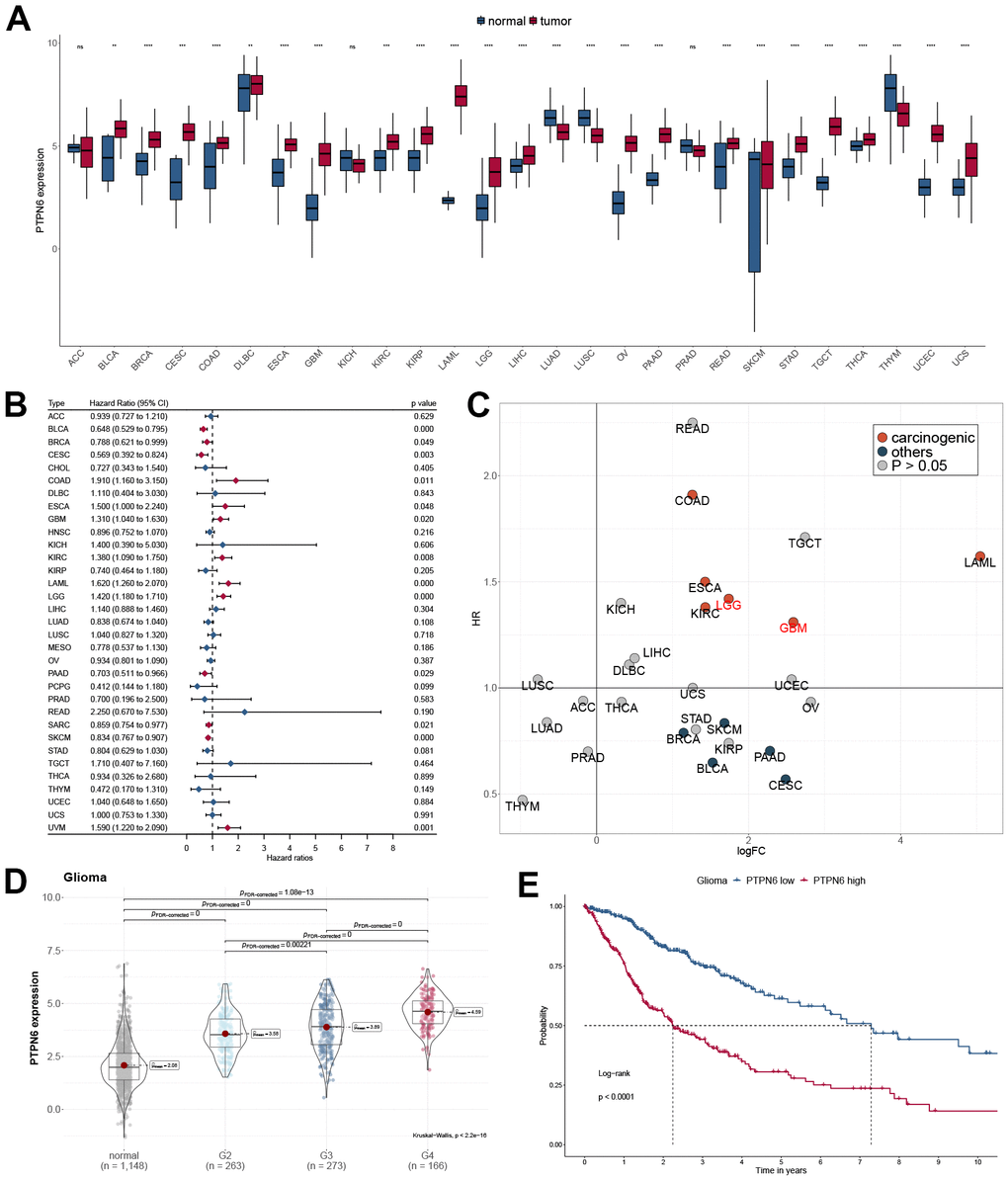 Oncogenic properties of PTPN6 across pan-cancer. (A) The gene expression of PTPN6 in cancer compared with normal tissues (B) Clinical significance of PTPN6 for overall survival in the TCGA dataset. (C) Underlying carcinogenesis of PTPN6 in cancer. (D) PTPN6 expression in different grades in GBM. (E) Survival analysis of PTPN6 expression levels for GBM patients.