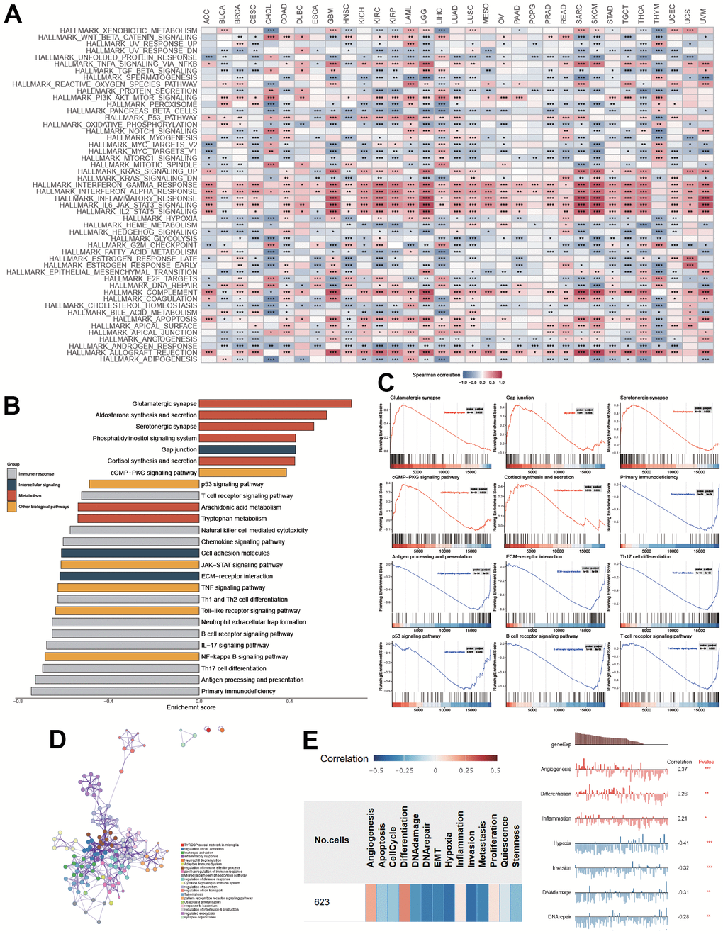 Functional enrichment of PTPN6 in GBM. (A) Correlation of PTPN6 with cancer hallmarks across different cancer. (B) Enriched pathways of PTPN6 expression in TCGA dataset. (C) Representational functions of PTPN6 in TCGA dataset. (D) Functional network of PTPN6 clustered by Metascape dataset. (E) Correlation of PTPN6 with angiogenesis, differentiation, inflammation, hypoxia, invasion, DNA damage and repair. *P 