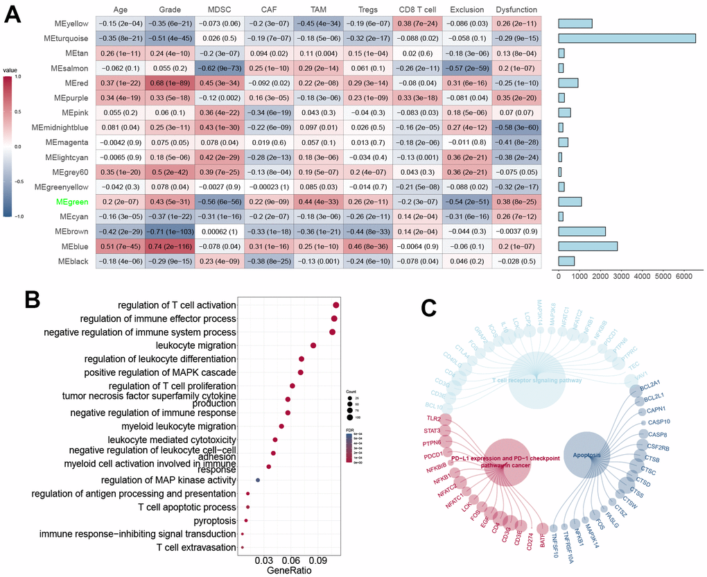 WGCNA construction and module definition. (A) Left: Module definition with immunosuppressive cells and CD8+ T cell dysfunction. Spearman correlation coefficient and P-value were indicated in the cells. Right: eigengenes in each block. (B) GO annotation of eigengenes in the MEgreen block. (C) Pathways of eigengenes in the MEgreen block.