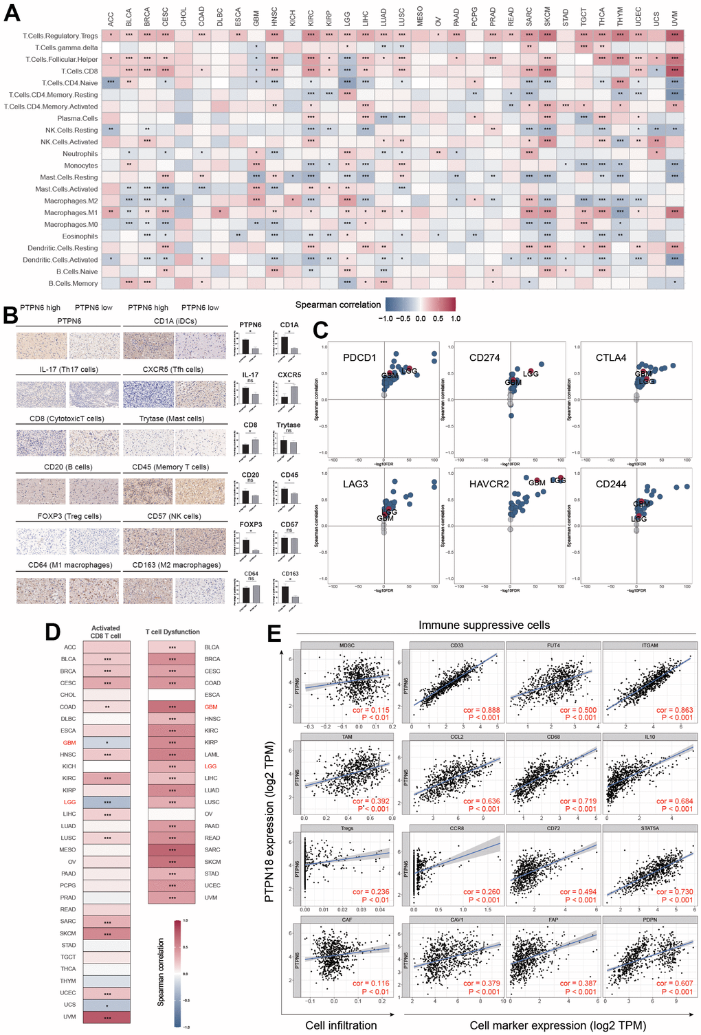 PTPN6 shapes the immunosuppressive TME in GBM. (A) Influence of PTPN6 with immune cell infiltration across different cancer. (B) TME comparison based on PTPN6 expression in GBM. (C) Association between PTPN6 and six immunosuppressive molecules across pan-cancer types. (D) Correlation of PTPN6 with activated CD8+ T cells and T cell exhaustion in different cancer types. (E) Correlation of PTPN6 with immunosuppressive cells and their representative marker genes. *P 