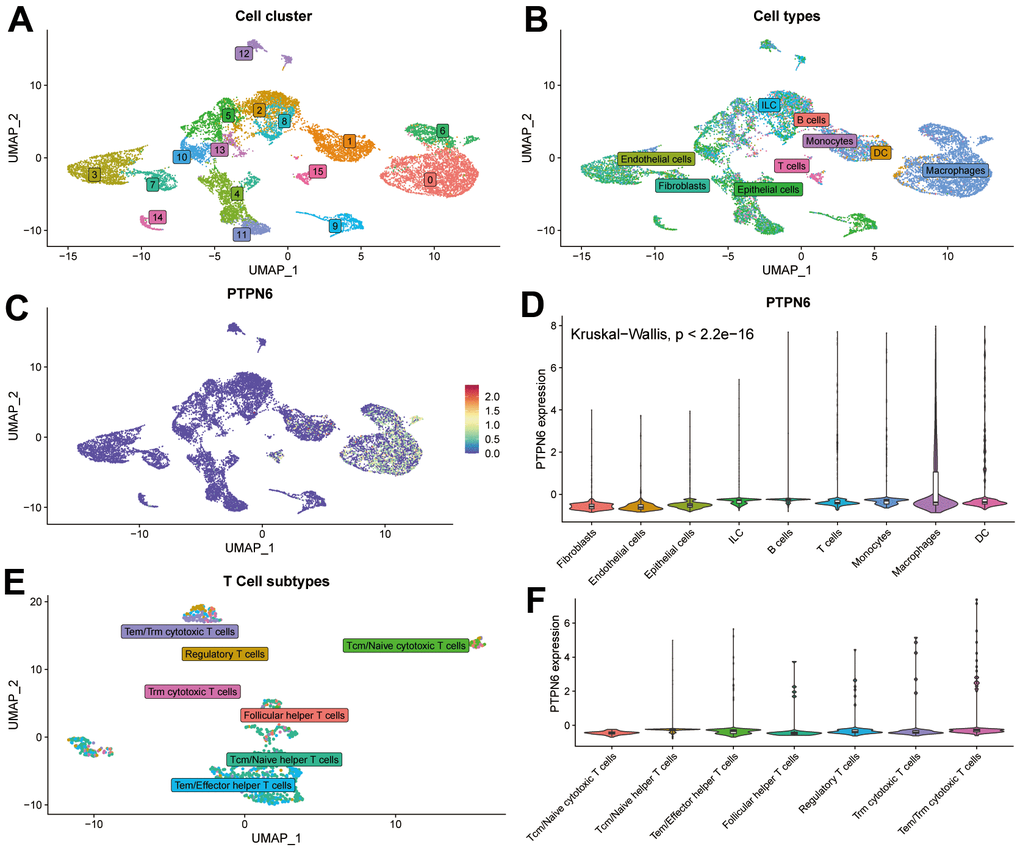 Single-cell sequence analyzing PTPN6-related cell type distribution in GBM. (A) Cell clusters of single-cell sequence in GSE131928. (B) Cell annotation of single-cell sequence in GSE131928. (C) UMAP plot showing expression and distribution of PTPN6 in GSE131928 database. (D) Barplot showing expression of PTPN6 in different cell. (E) Cell annotation of single-cell sequence in the subtype of T cells. (F) Barplot showing expression of PTPN6 in different subtype of T cells.