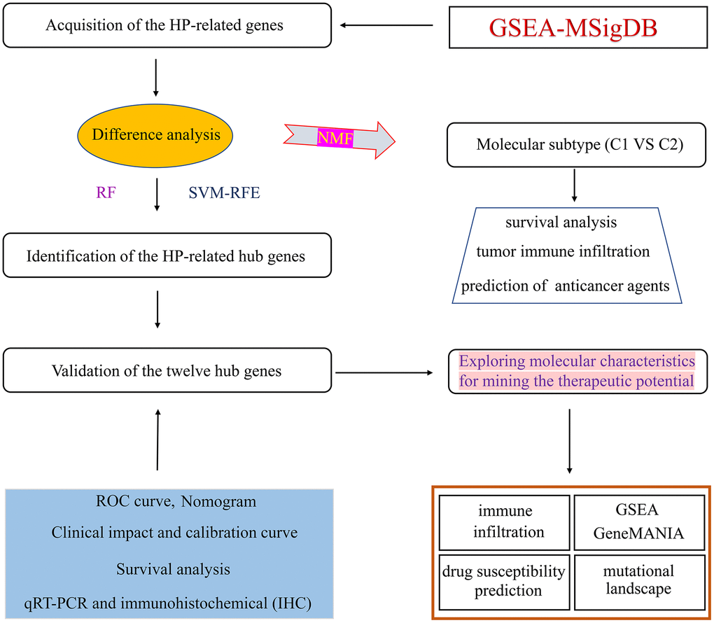 Flowchart illustrating the workflow of this study.