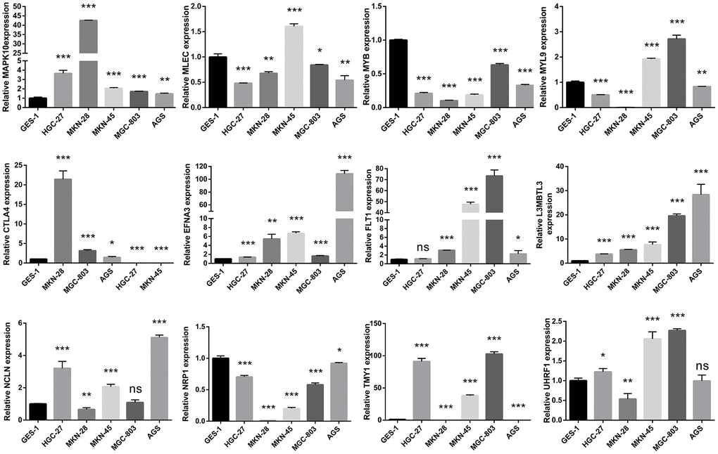 Validating the mRNA expression of the twelve hub genes in normal gastric epithelial and GC cell lines via the quantitative reverse transcription polymerase chain reaction (qRT-PCR) assays.