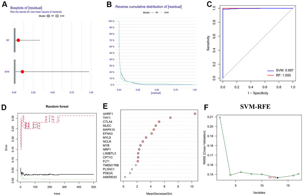 Selection of the HP-related hub genes via machine learning strategies. (A, B) Boxplot and reverse cumulative distribution curve of residual. (C) Comparison of ROC curves for evaluating the diagnostic reliability of support vector machine-recursive feature elimination (SVM-RFE) and random forest (RF) models. (D) Error graph of RF model. (E) Based on RF algorithm to screen the HP-related hub genes. (F) On the basis of SVM-RFE method to identify the HP-related hub genes.