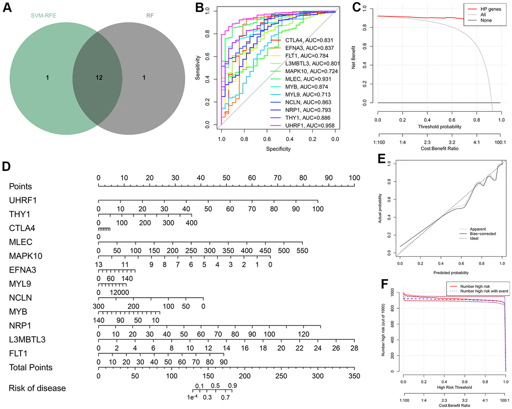 Construction of the diagnostic nomogram on the basis of the twelve hub genes. (A) Venn diagram taking the intersection of the results of two ML strategies. (B) ROC curves measuring the diagnostic efficacy of the twelve HP-related hub genes. (C) Decision curve of nomogram graph. (D) Nomogram for the diagnosis of gastric cancer (GC). (E) Calibration curve demonstrating the diagnostic performance of the nomogram. (F) Clinical impact curve.