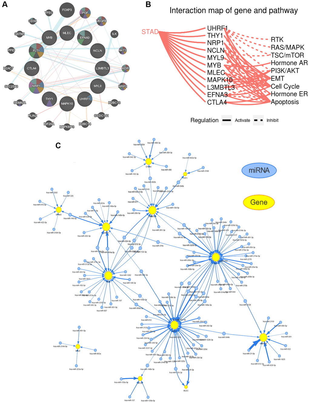 Functional and pathway enrichment analysis of the hub genes. (A) Construction of a protein-protein interaction (PPI) network through using the GeneMANIA database. (B) The hub genes being involved in several key cancer-associated processes, such as epithelial-mesenchymal transition (EMT), receptor tyrosine kinase (RTK), cell cycle, apoptosis, etc. (C) The result of predicted miRNAs targeting hub genes using the GSCALite website.