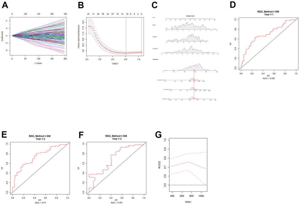 Construction and validation of an angiogenic prognostic model for grade 4 diffuse gliomas. (A, B) Lasso regression was used to screen angiogenesis-related prognostic genes in grade 4 diffuse gliomas. (C) Nomogram based on independent angiogenesis-related prognostic factors (COL22A1, IGFBP2, and MPO). (D–F) ROC curves for prediction of 1-year, 2-year, and 3-year OS by angiogenesis-related prognostic genes in grade 4 diffuse gliomas in TCGA database. (G) Time-dependent ROC-AUC with 95% confidence interval for 1-year, 2-year, and 3-year OS. X-axis time unit is day.